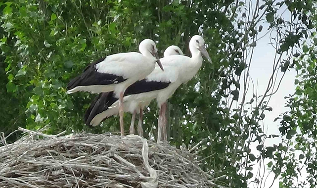 Elektrik direği üzerindeki yuvalarda yaşayan yavru leylekler, uçmayı öğreniyor