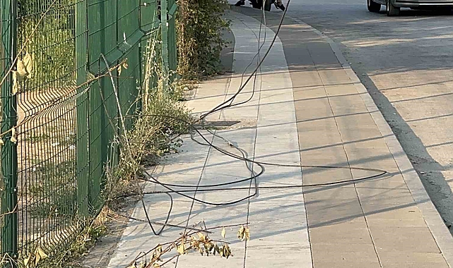 Elektrik tellerine çarpan kuş, 10 bin nüfuslu mahallede elektrik kesintisine sebep oldu