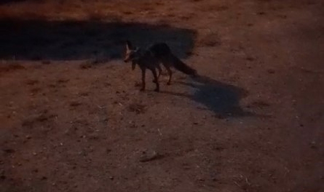 Evinin önüne gelen tilkiyi makarna ile besledi