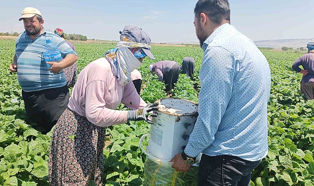 Fasulyenin satış fiyatı düştü