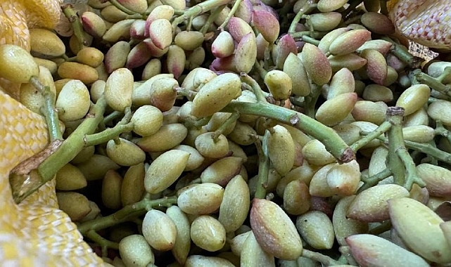 Gece vakti fıstık bahçesinden hırsızlık yapan şüpheliler, bekçiler tarafından yakalandı