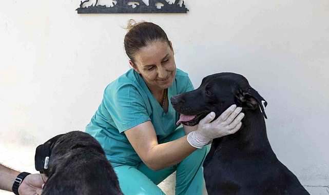 "Geçen yıl 6 bin patili dostumuzu kısırlaştırdık"