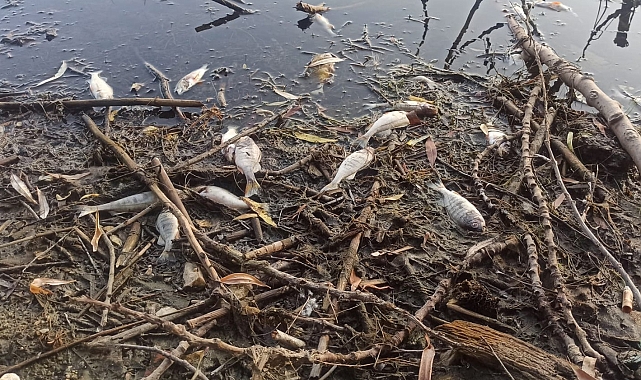 Gölcük Gölü&#039;nde Balık Ölümleri