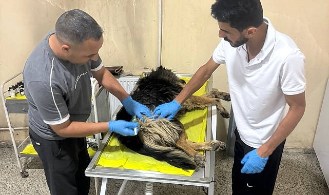 Hakkari Veteriner İşleri Müdürlüğü ekipleri, can dostlar için yoğun mesai harcıyor