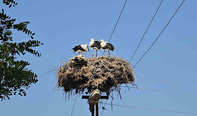 Hane başına bir leylek yuvası bulunuyor