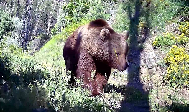 Hayvanlar da insanlar gibi kısa yolu tercih ediyor
