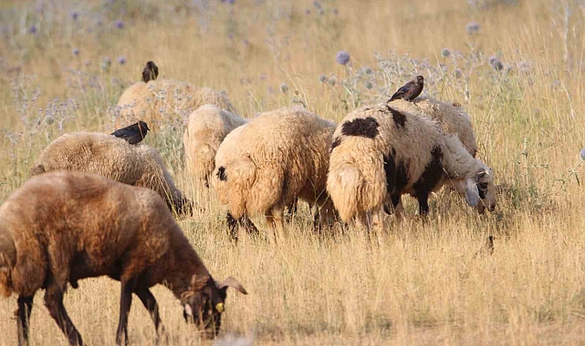 Hayvanların üzerine konarak beslenen kuşların beslenme anı