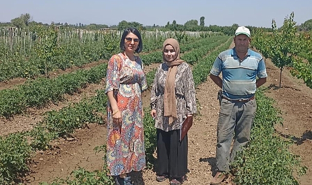 Iğdır’da %50 hibeli dağıtılan sebze fidelerinin hasadına başlandı