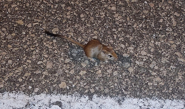 Iğdır’da &quot;Arap tavşanı&quot; görüldü