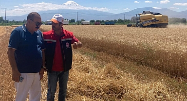 Iğdır’da buğday hasadı devam ediyor