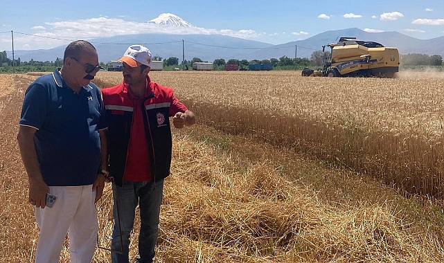 Iğdır’da buğday hasadı devam ediyor
