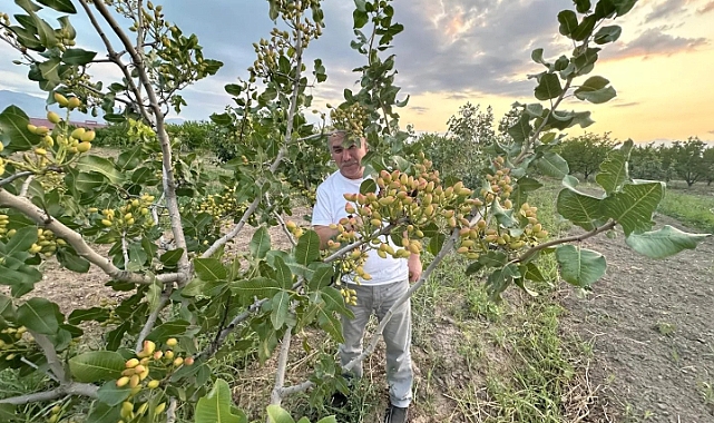 Iğdır’da ekilen Antep Fıstığında verimlilik artıyor