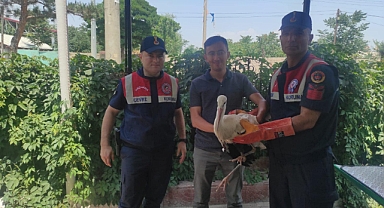 Iğdır’da güçten düşmüş halde bulunan leylek tedavi altına alındı
