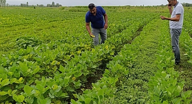 Iğdır’da soya ekim alanları kontrol edildi