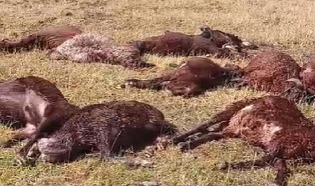 Iğdır’da yıldırım düşmesi sonucu, 2 kardeş yaralandı 20 koyun telef oldu