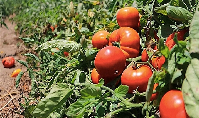 Iğdır domatesi, komşu illerde yoğun ilgi görüyor