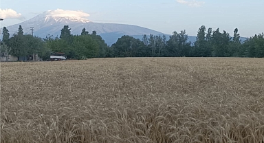 Iğdırlı çiftçinin buğday fiyatlarına isyanı