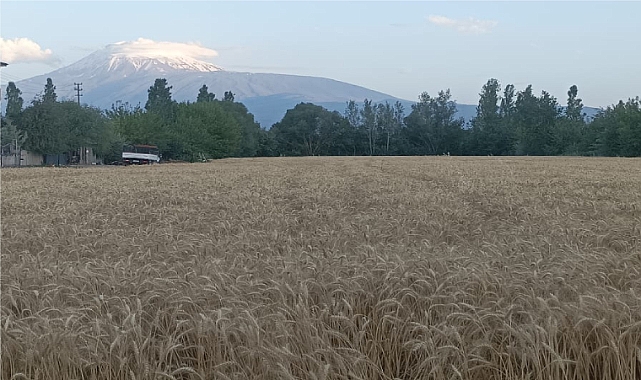Iğdırlı çiftçinin buğday fiyatlarına isyanı