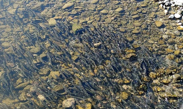 İnci kefallerinin dönüş göçü başladı