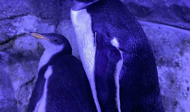 İstanbul Akvaryum&#039;da 4 gentoo türü penguen dünyaya geldi