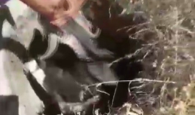 İtfaiye ekipleri, kanalizasyon kuyusuna düşen keçiyi kurtardı