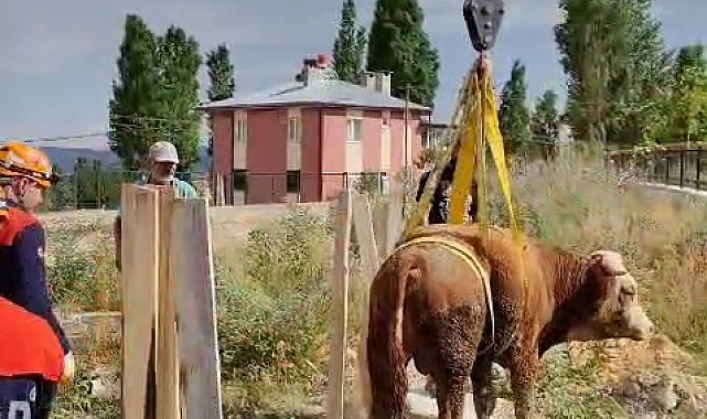 İtfaiye ve AFAD ekipleri, menfeze düşerek mahsur kalan ineği kurtardı