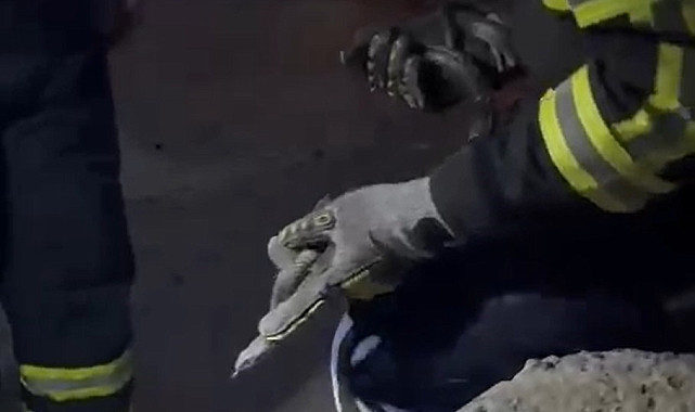 İtfaiyeci, yılana su içirdi