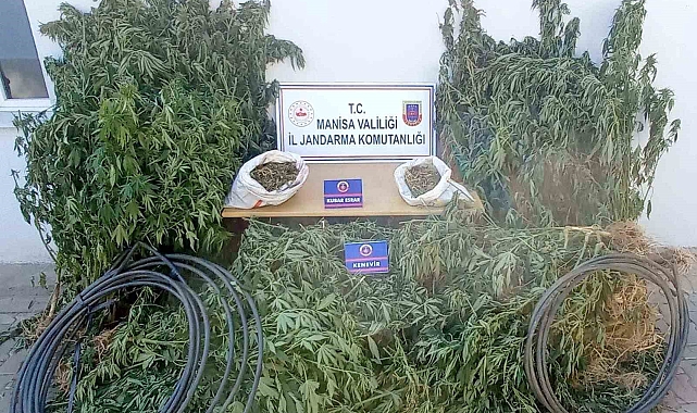 Jandarma ekipleri, ormanlık alanda kenevir yetiştiren 3 kişiyi yakaladı