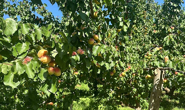 Kağızman&#039;da sarı altın hasadı başladı