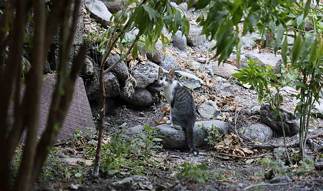 &#039;Kahraman&#039; kedinin yılanı yakalama anı kameraya yansıdı