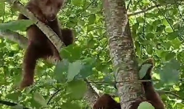 Kapısına gelen yavru ayıyı aç göndermedi, eve alıp besledi
