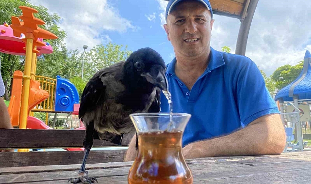 Kargayı Rize çayı ve etle besliyor