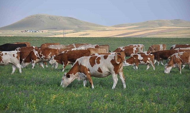 Kars kırsalındaki 500 dekarlık atıl mera, hayvanların otlatılması açıldı