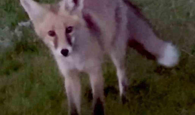 Kars&#039;ta kuyruğuyla oynayan tilki kamerada