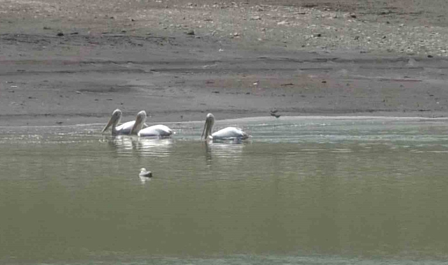 Kars&#039;ta pelikan ve karabatakların yiyecek araması kamerada