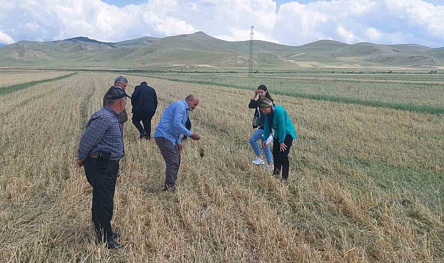 Kars&#039;ta sağanak yağmur ekili arazilere zarar verdi