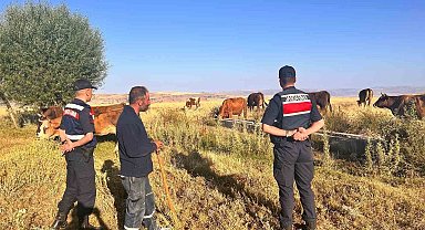 Kaybolan hayvanları jandarma buldu
