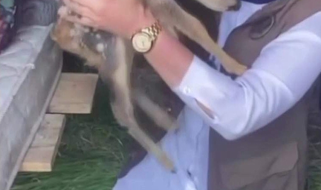 Kaybolan yavru karaca doğaya bırakılarak annesine kavuştu