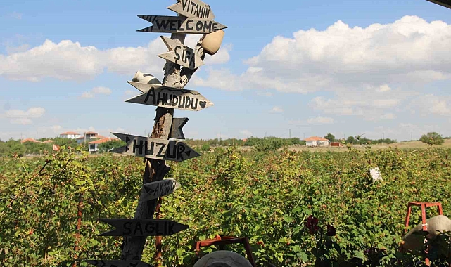 Kayseri&#039;deki tek ahududu bahçesi