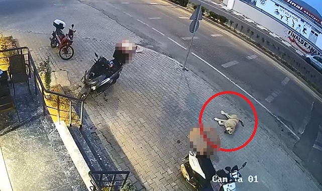 Kazaya karışan köpek kıl payı kurtuldu