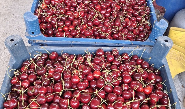 Kiraz hasadı erken tamamlandı