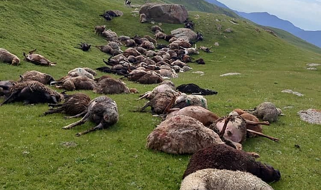 Kırgızistan&#039;da yıldırım düşmesi sonucu, 250 koyun telef oldu