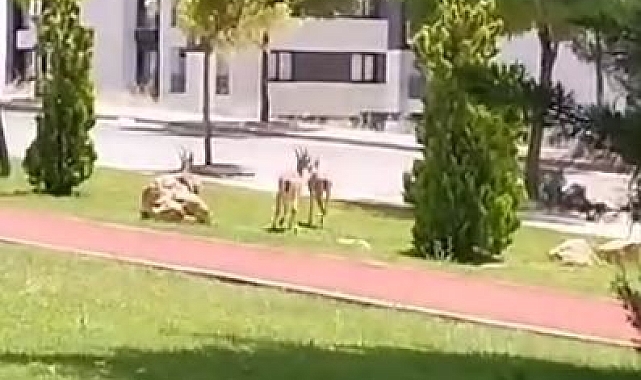 Koruma altındaki dağ keçileri şehir merkezine indi