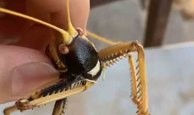 Mardin&#039;de 20 santim boyunda etçil çekirge görüntülendi