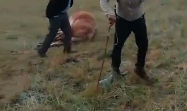 Merada otlayan büyükbaş hayvanların üzerine yıldırım düştü