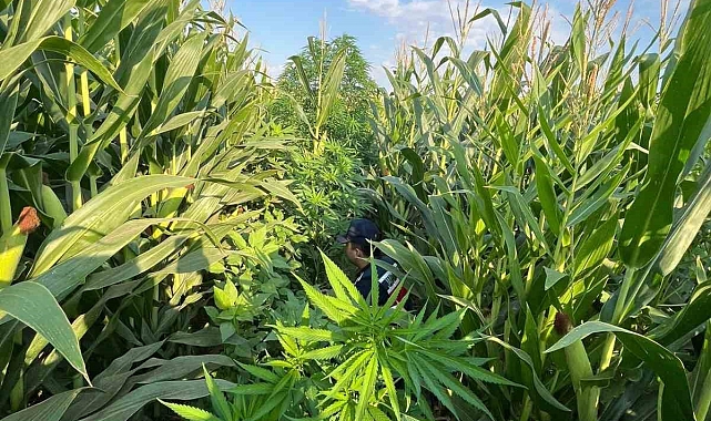 Mısır tarlasında 100 kök Hint keneviri ele geçirildi