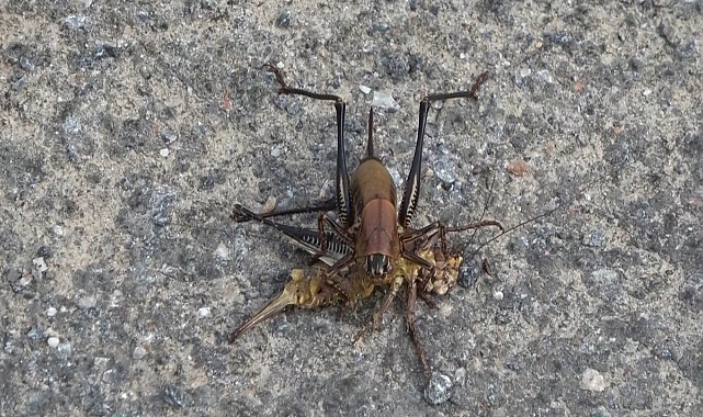 Muş&#039;ta çekirge alarmı! Köy yolunda görülen çekirge sürüleri korkutuyor