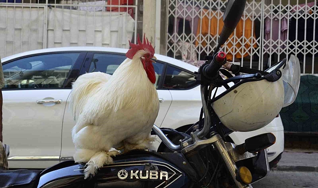 Omzunda taşıdığı horozu görenler şaşkınlık yaşıyor