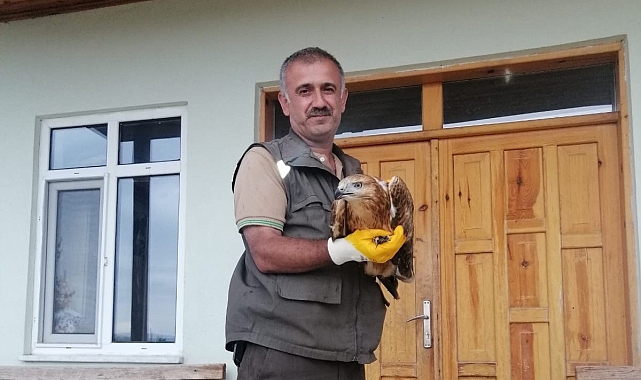 Orman muhafaza memurları, yaralı şahinin yardımına koştu