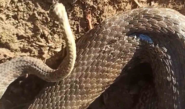 Ot biçereken 1,5 metrelik &#039;koca engerek&#039; türü yılanla karşılaştı